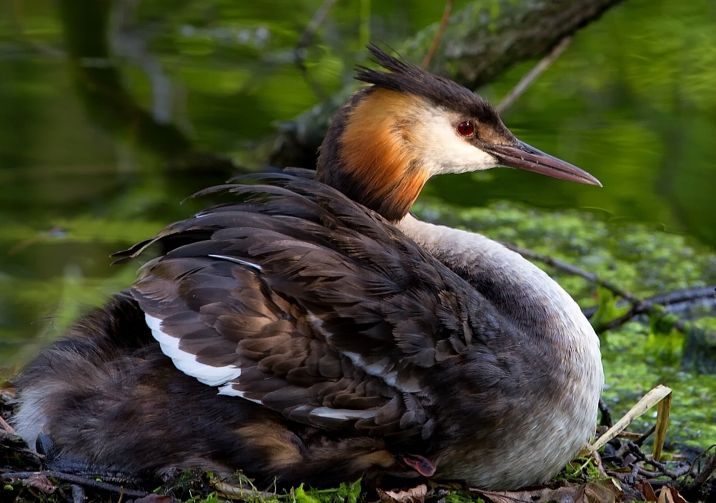 001 Haubi Nest.jpg